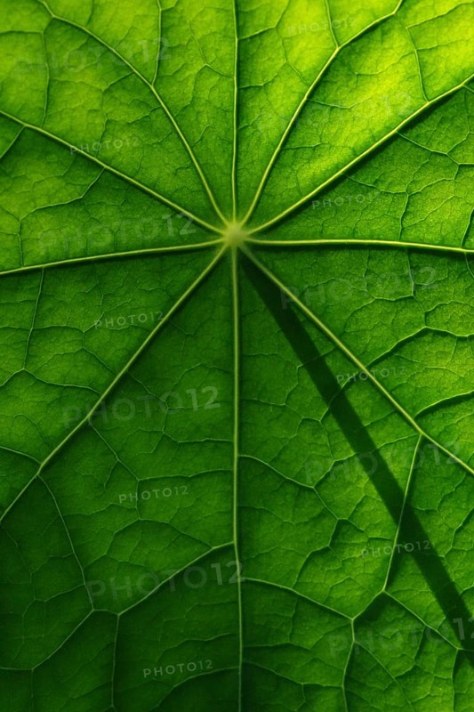 Leaf surface, structure of a nasturtium