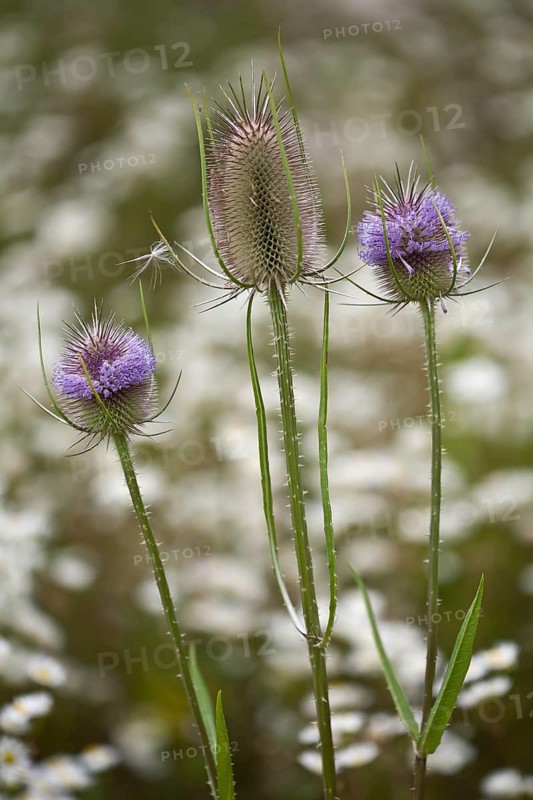 Wild teasel, Dipsacus fullonum, Fuller's teasel