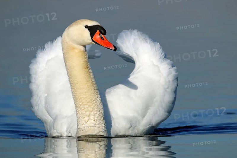 Mute swan, Cygnus olor, courtship display, swimming