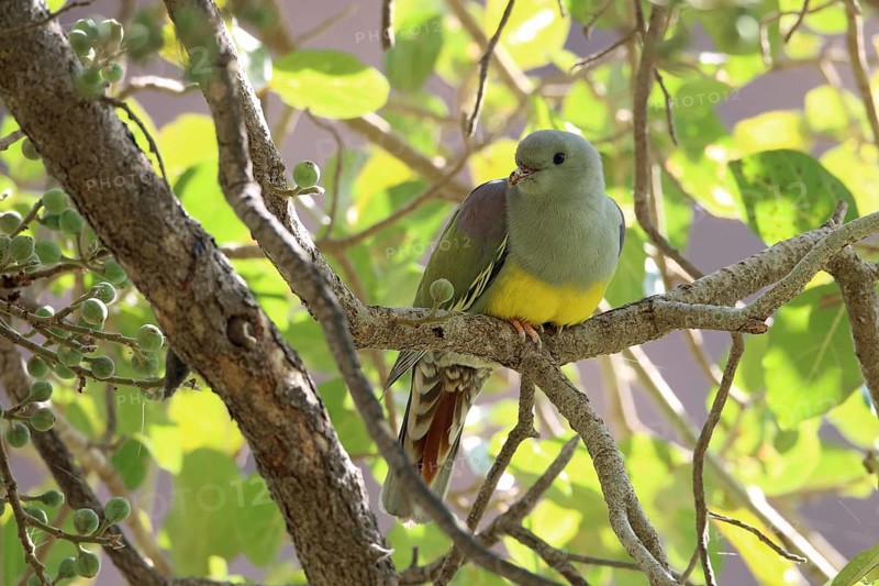 Waala Green Pigeon, Treron waalia, Oman, Asia