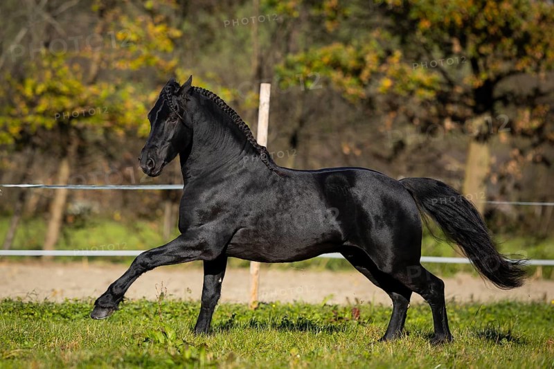 Friesian stallion in the pasture in autumn