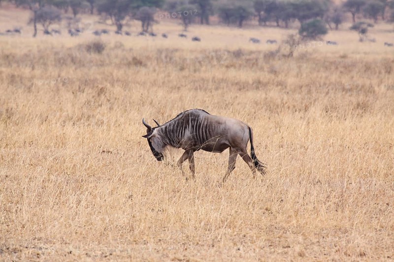Lone wildebeest searches for food in dry savannah