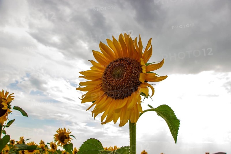 Sunflowers on a background of cloudy sky