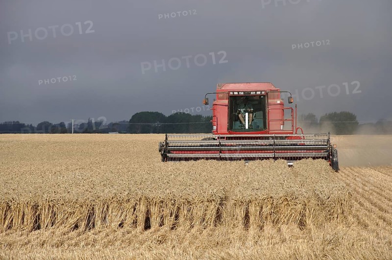 TIMARU, NEW ZEALAND, CIRCA FEBRUARY 2010: Farmers harvest a crop of wheat, South Canterbury, New Zealand, Oceania