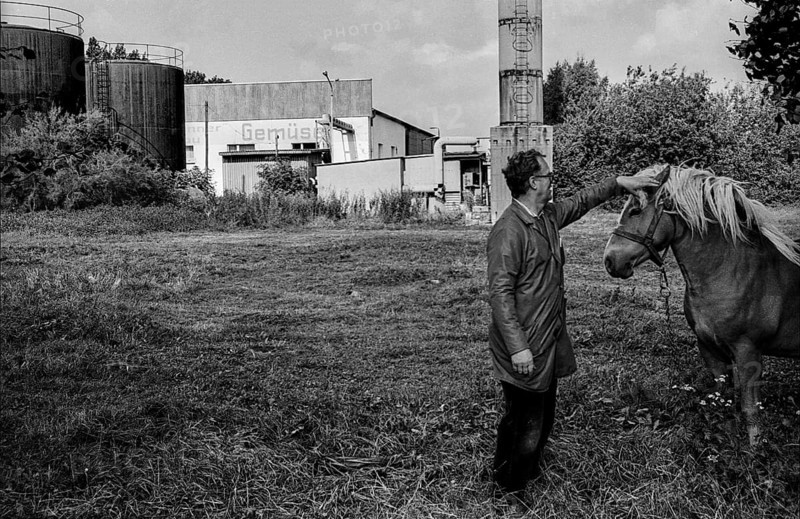 Germany, Trinwillershagen, 16.9.1991, old LPG plant, horse in the Walter_Ulbricht_Vorzeigedorf Trinwillershagen, vegetables, Europe