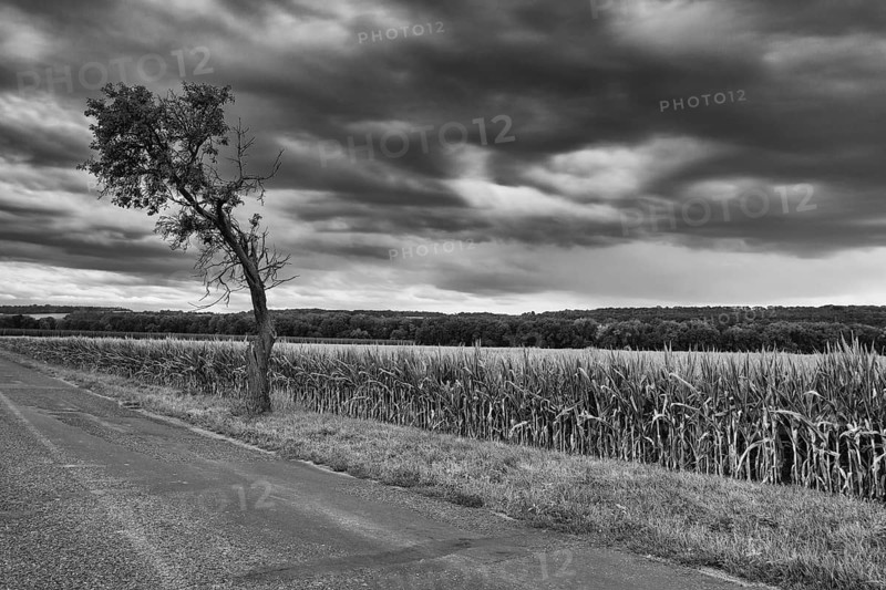 On the empty road between fields before harvesting at dramatic sunset, Czech Republic, Europe