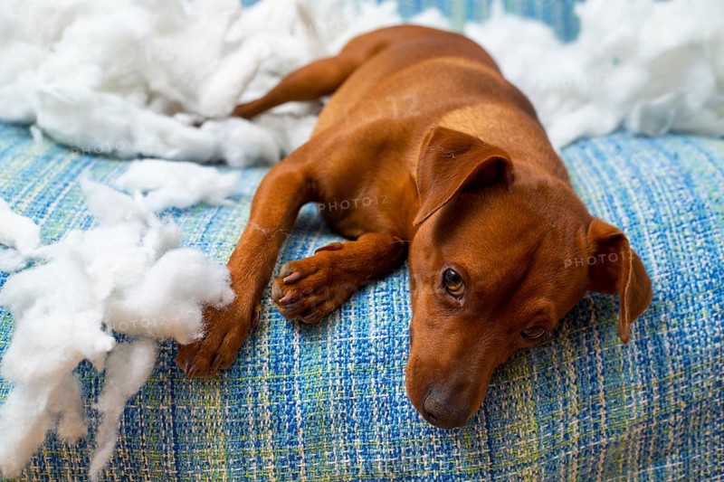 Naughty playful puppy dog after biting a pillow tired of hard work