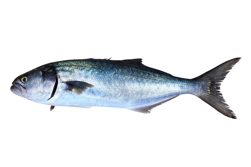 Bluefish fish Pomatomus Saltatrix Jack isolated on white