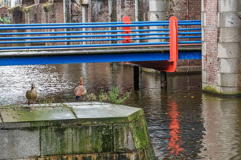 Two ducks on a platform on the water, bridge in the background, Amsterdam, Netherlands