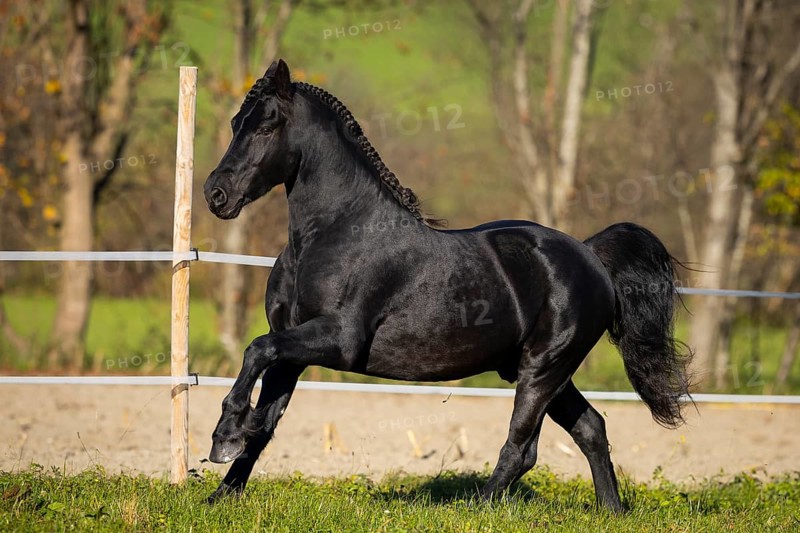 Friesian stallion in the pasture in autumn