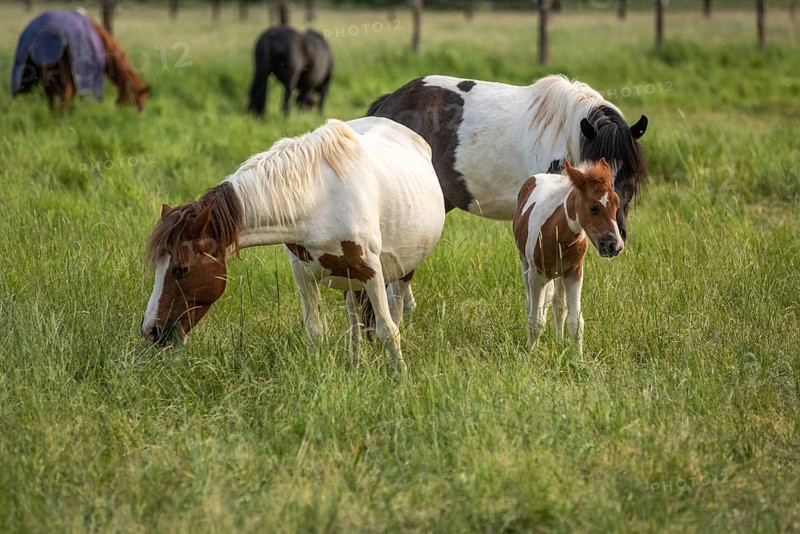 Horses in a pasture in the French countryside in spring