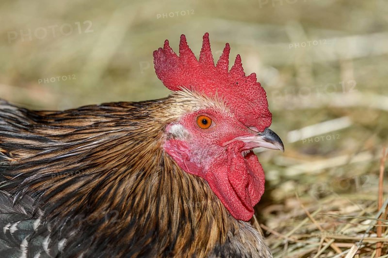 Farmyard rooster portrait with colorful plumage lying in the hay in the sun, free-range breeding in the open air. Bas-Rhin, Alsace, Grand Est, France, Europe