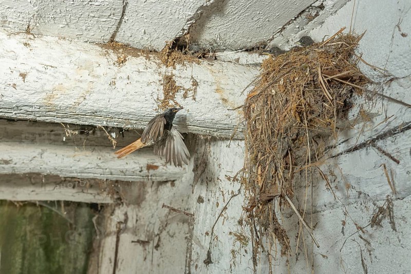 Black Redstart male (Phoenicurus ochruros) bringing food in flight to its chicks at nest. Alsace, France, Europe