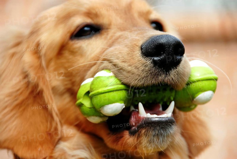 Golden Retriever young dog portrait with toy bone
