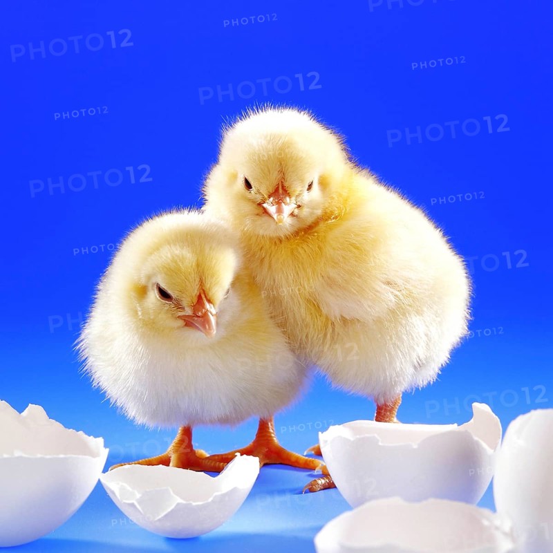Two freshly hatched chickens, chicks, symbol photo, Easter, birth, eggshell, egg, symbol photo, animals, baby animals, chickens, eggshells studio photo, Lower Saxony, Federal Republic of Germany