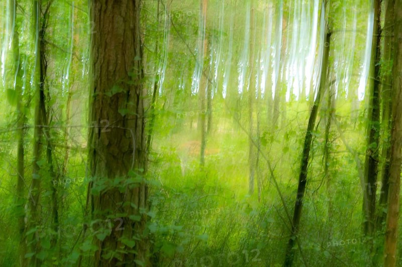 Dreamy forest with an atmospheric ambience. Dreamy atmosphere in a Summer Forrest