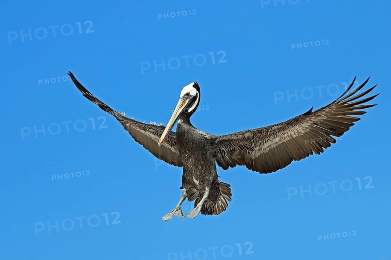 Brown pelican, Pelecanus occidentalis, landing, Chile, South America
