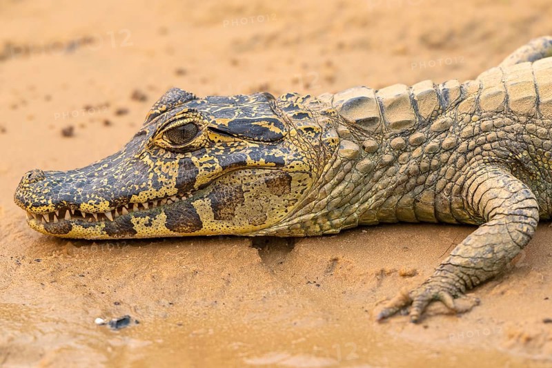 Spectacled caiman (Caiman crocodilus yacara), Crocodile (Alligatoridae), crocodile (Crocodylia), animal portrait, young animal, juvenile, Pantanal, inland, wetland, UNESCO Biosphere Reserve, World Heritage Site, wetland biotope, Mato Grosso, Brazil, South America