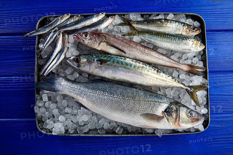 Fresh fishes mix hake seabass sardine mackerel anchovies on ice and blue wood