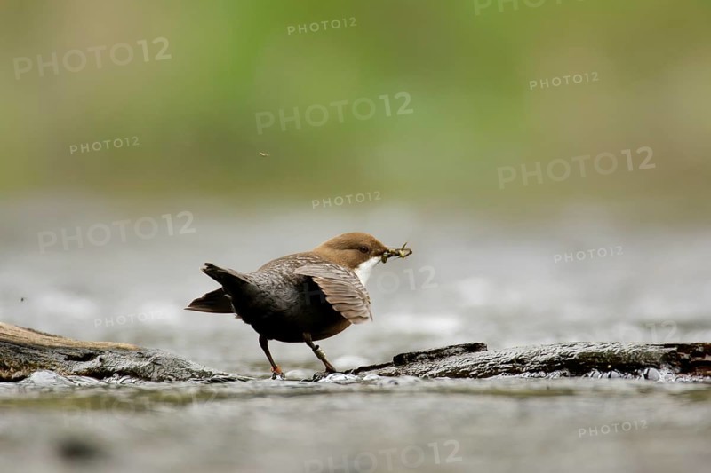 White-throated Dipper in a river. White-Throated Dipper in a river