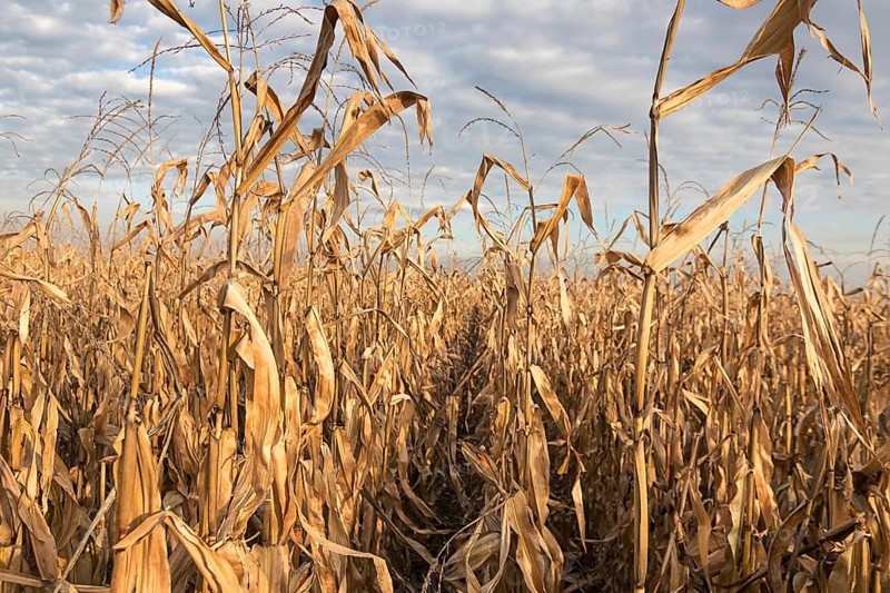 Agricultural field with corn autumn. Corn Field autumn