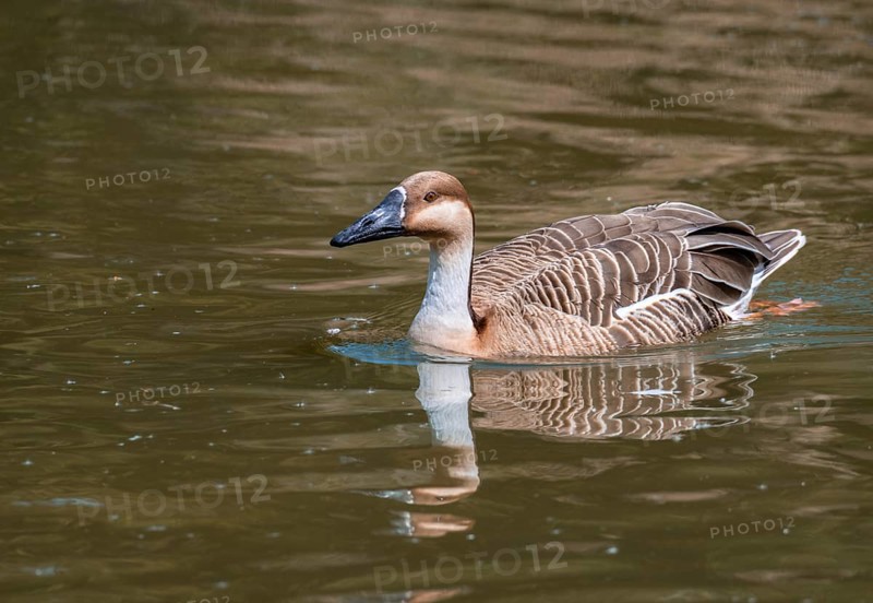 Swan Goose