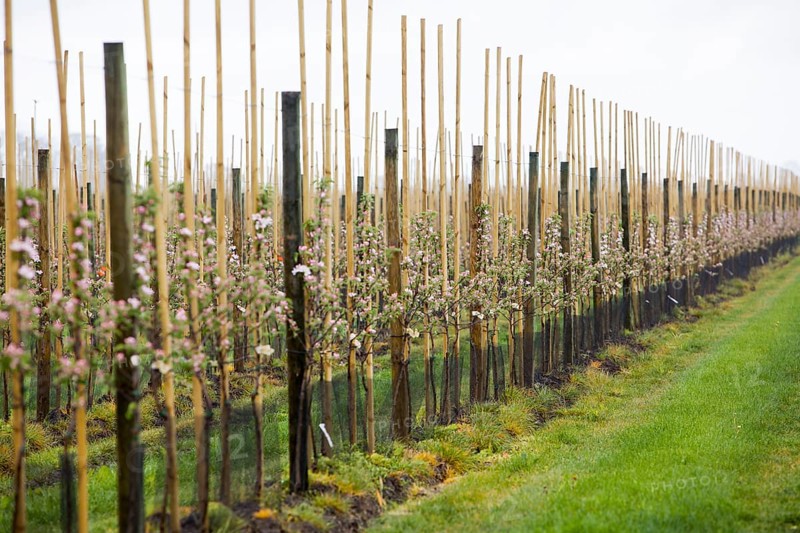 Apple plantation, Altes Land, Lower Saxony, Germany, Europe