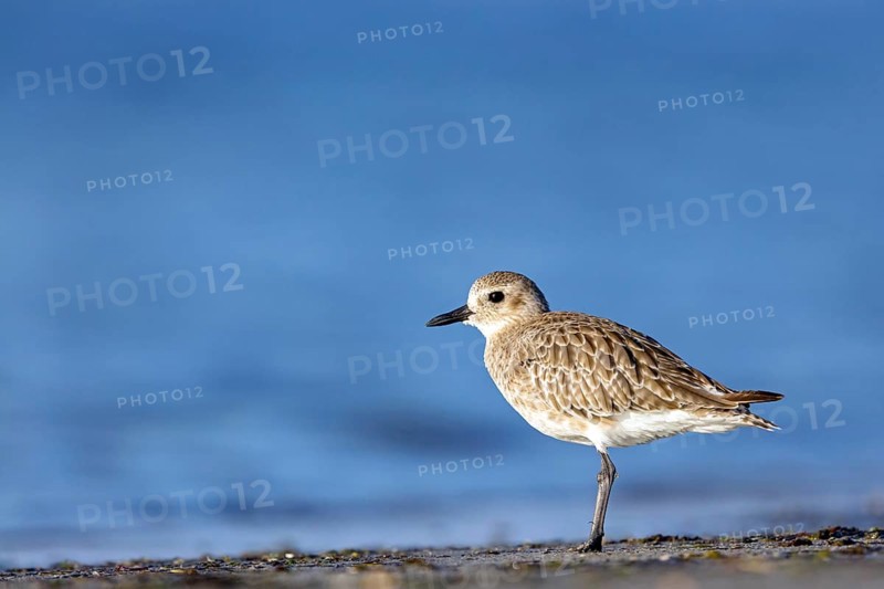 Little Ringed Plover, (Pluvialis squatarola), animal, animals, bird, birds, biotope, habitat, foraging, plover family, Arctic Tundra Barr Al Hikman, Ash Sharqiyah South, Oman, Asia