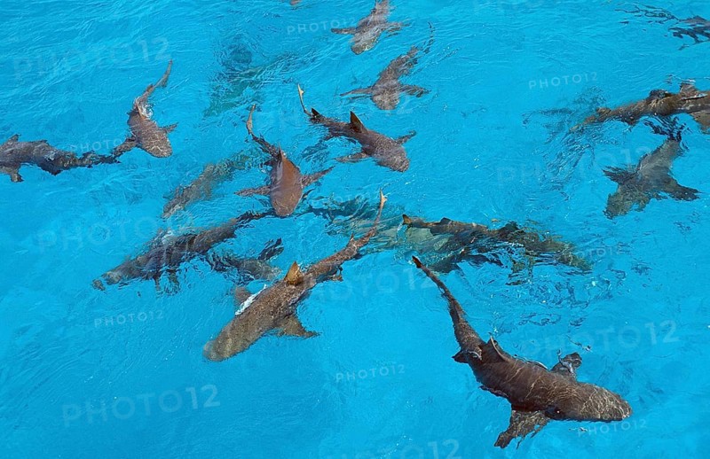 Lemon Sharks at the surface, Negaprion brevirostris, Bahamas, Atlantic Ocean, Central America