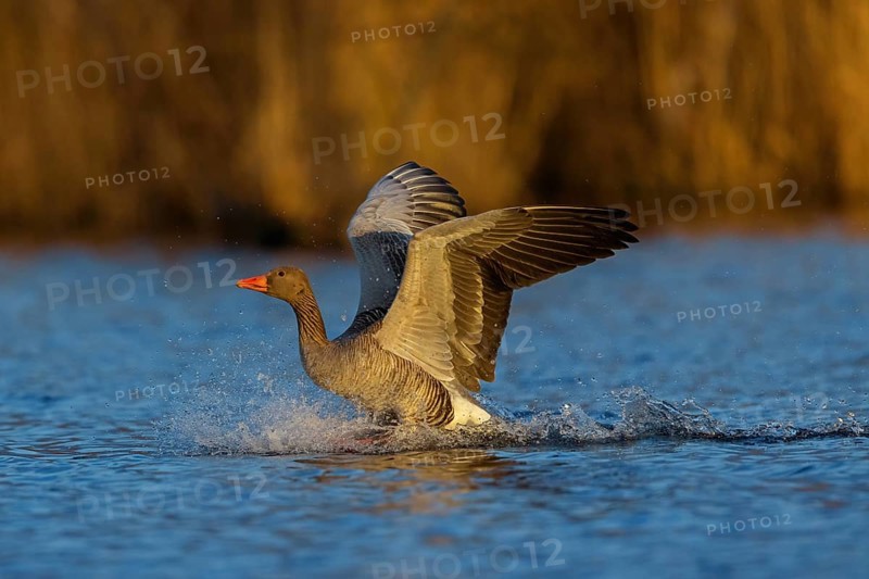 Greylag goose, Anser Anser, flight photo, sideways, landing in the water, Wagbachniederung, Baden-W¸rttemberg, Germany, Europe