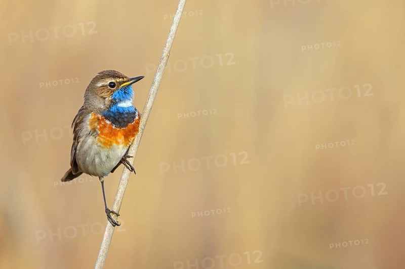 White-throated bluethroat (Luscinia svecica), Luscinia svecicus, Hockenheim, Baden-Württemberg, Germany, Europe
