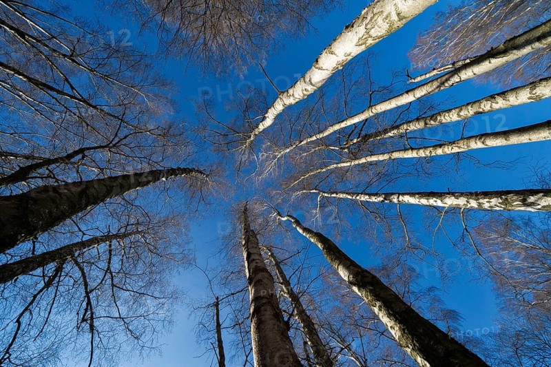 Primeval forest Urwald Sababurg, Hofgeismar, Weser Uplands, Weserbergland, Hesse, Germany, Europe