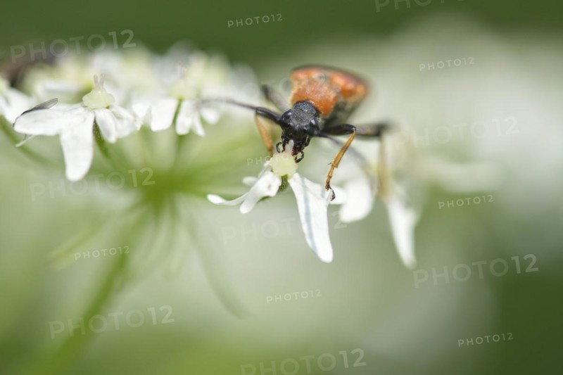 Longhorn beetle on a flower