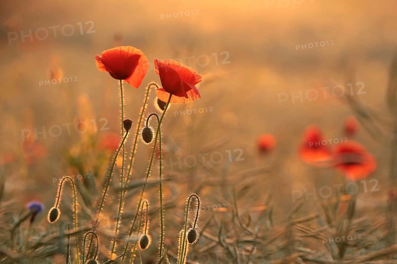 Poppies in the field at sunrise