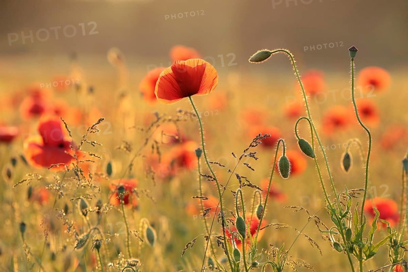 Poppies in the field at sunrise