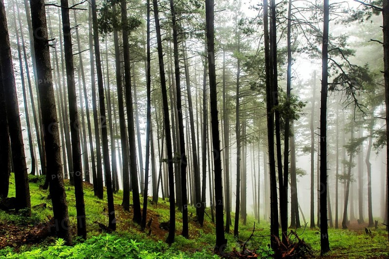 Pine trees, Doodhpathri, Budgam, Kashmir, India, Asia
