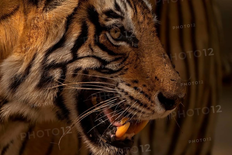 Head shot of a Bengal tiger in Ranthambhore national park in India