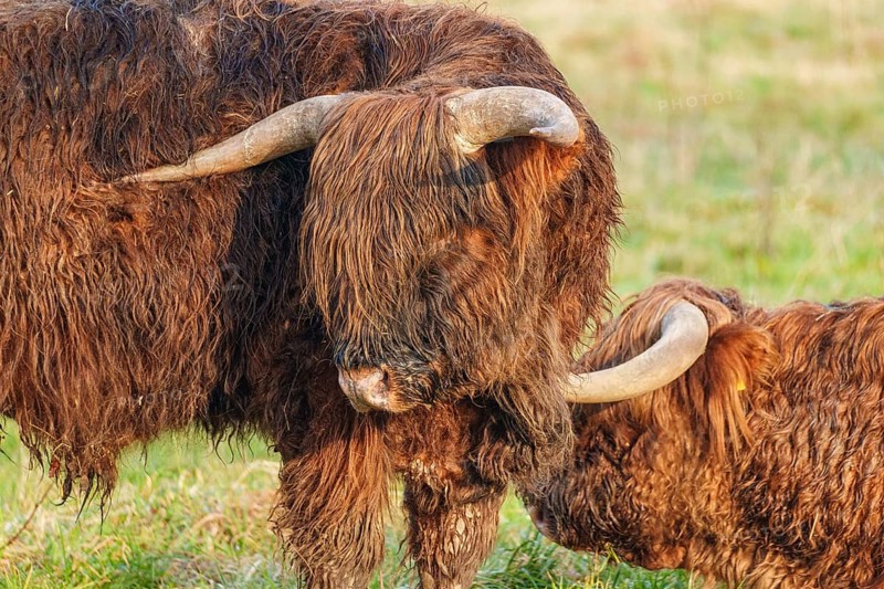 Two Highland cattle standing close together in the meadow, Velen, Münsterland, North Rhine-Westphalia, Germany, Europe