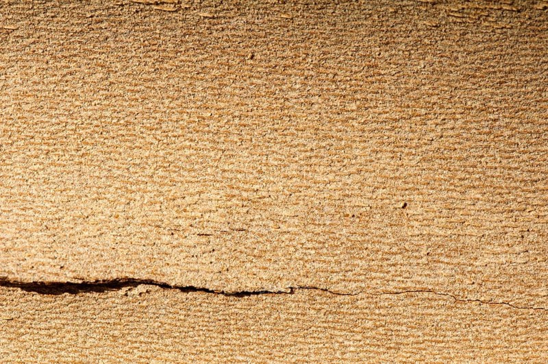 Tree crust close up for background