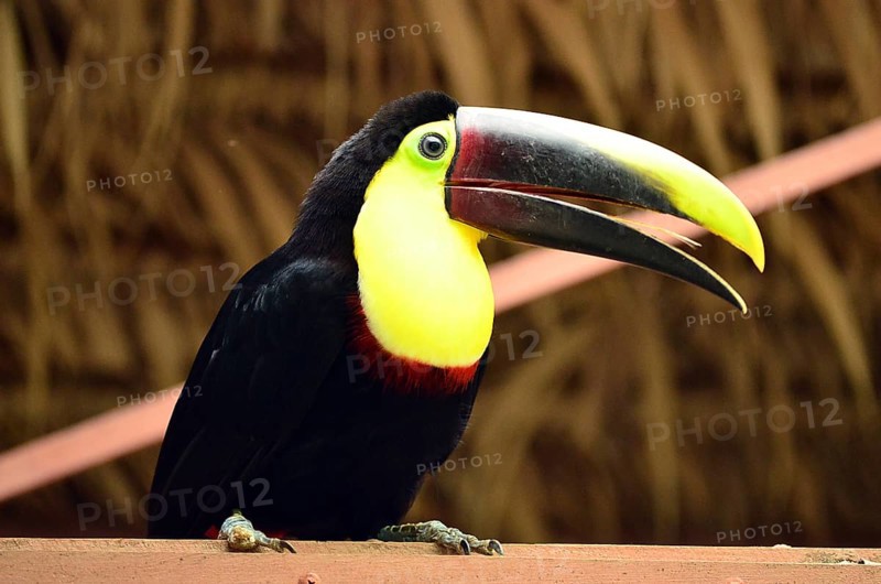 Toucan, Costa Rica, Central America