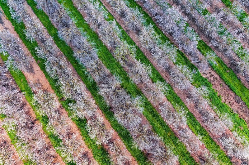 Shooting from a drone, from a bird's eye view. Huge flowering almond grove. Israel. Trees blooming with pink flowers, planted between grass strips. Beautiful sunny spring day