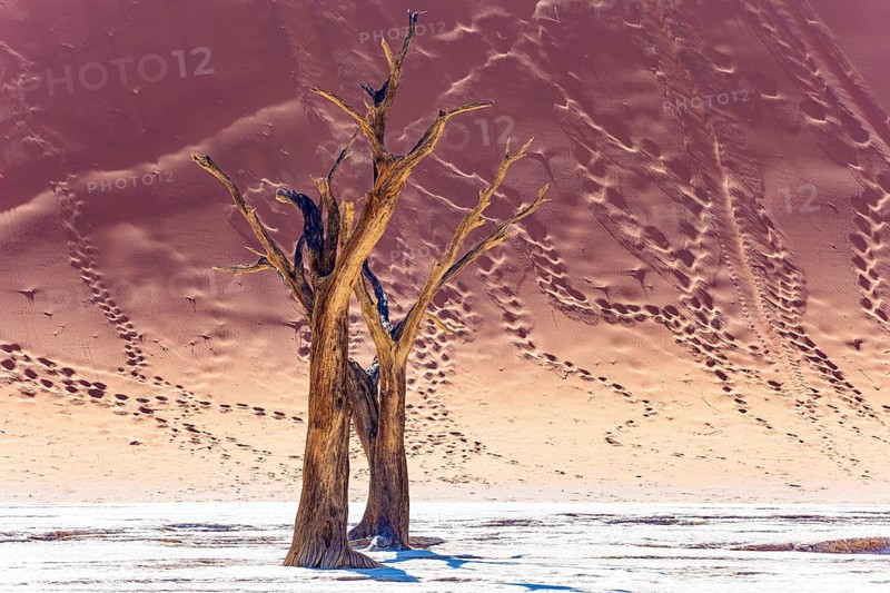 The slopes of the giant dune are covered with footprints of tourists. Namib Desert. The bottom of the dried lake and the petrified remains of ancient trees. Deadvlei