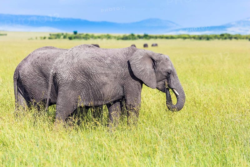 The famous Masai Mara Reserve in Kenya. Afrika. Pair of steppe elephants. Elephants are the largest land mammals. The concept of ecological, exotic, extreme and photo tourism