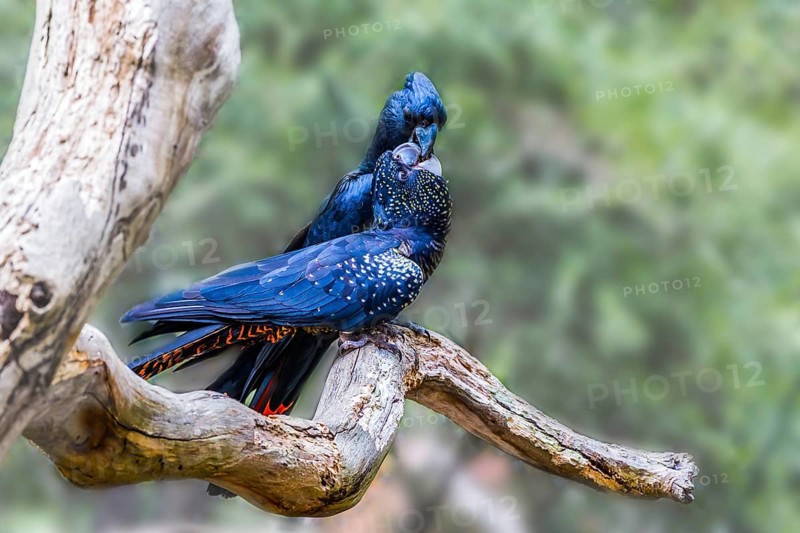Kiss. Gentle couple. Pair of bright parrots gently kissing on a branch. Budgerigars are small, brightly colored, woody parrots. The concept of exotic and ecological tourism