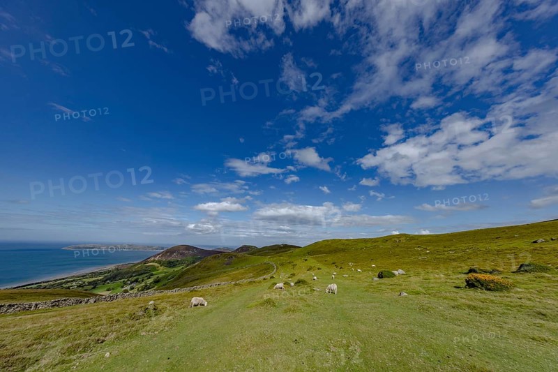 Hilly landscape with green meadows, sheep and stone wall, dry stone wall on the edge of Snowdonia National Park, Penmaenmawr, Dwygyfylchi, Caernarfonshire, Conwy County Borough, Wales, United Kingdom, Europe