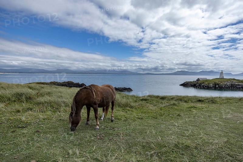 Brown horse grazing on a green meadow by the sea with Twr Mawr Lighthouse in the background, Ynys Llanddwyn, Newborough, Anglesey, Wales, United Kingdom, Europe