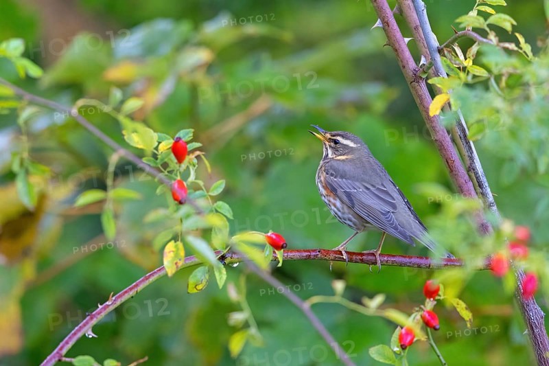 Redwing, (Turdus iliacus), animals, birds, perch, thrush, thrushes, Heligoland, Schleswig-Holstein, Germany, Europe