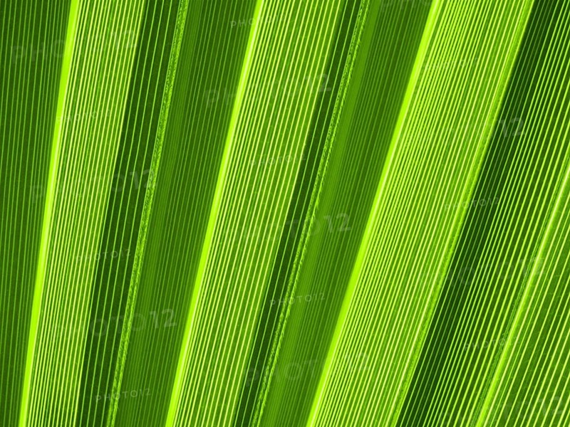Macro of tropical palm leaf