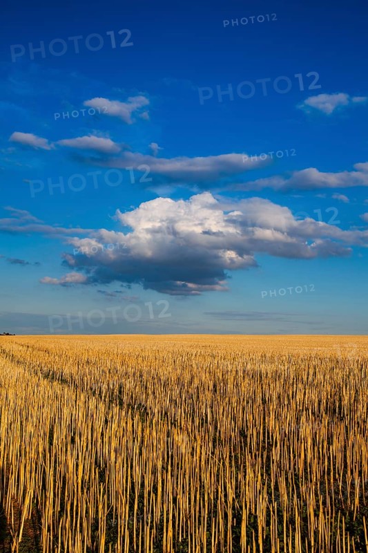 The field after harvesting in sunny day. Picture with mowed wheat field under sunny day. Czech Republic