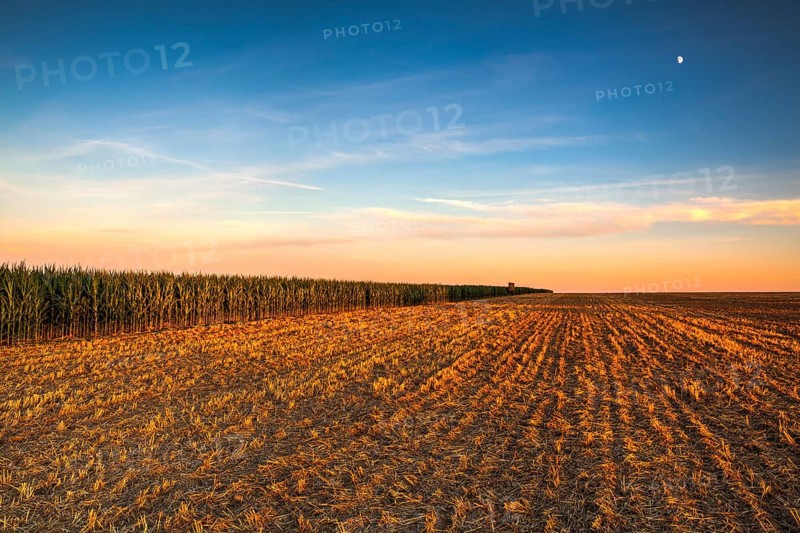 Lookout tower between corn field and empty field after harvesting. Panorama picture with mowed wheat field under sunny day. Czech Republic.HDR Image